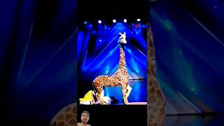 Americas Got Talent Giraffe 🦒 Magic😱😨  Duo SchumacherAGTamericagottalentmagic [upl. by Spohr]