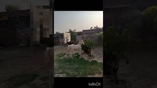 Atif Ali Mayo horse sokeen vedio shorts  vedio [upl. by Erimahs]