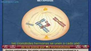 Mitosis División celular subt castellano [upl. by Netfa]