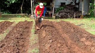 Cara Sederhana Buat Bedengan Untuk Tanaman Sayuran di Lahan Tegalan Dengan Cangkul [upl. by Haidedej]