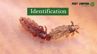 How to identify and prevent Bird Lice in the Garden Route District🦜🪳 [upl. by Ahseken]