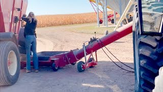 StripTill vs Worked Ground Harvest Day 20 [upl. by Inat444]