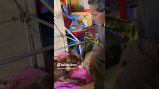 Sorprendente recuperación de cachorro con doble fractura [upl. by Wey202]