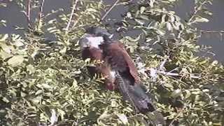 Views of the Burchells Coucal at Petes Pond May 20 2014 [upl. by Ralyks]