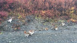 Ptarmigans in the Fall [upl. by Loferski]