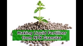 Making Liquid Fertilizer From NPK Granular [upl. by Lokim]