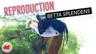 Reproduction Betta Splendens [upl. by Atilrac]