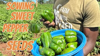 How to sow sweet pepperCapsicum seeds [upl. by Favian]