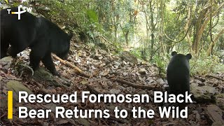 Rescued Formosan Black Bear Returns to the Wild  TaiwanPlus News [upl. by Immak]