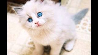 Top 10 des plus beaux chats du monde [upl. by Hillyer140]