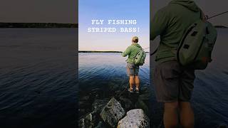 POV striped bass fly fishing highlights 🌊🎣 wildlifedocumentaries flyfishing shorts [upl. by Eiramlirpa518]