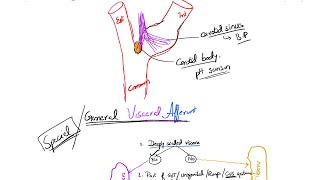 Nerve Fibers Classification Part 3 Cranial Nerves 712  About Special Somatic Efferent Fibers [upl. by Stelle662]