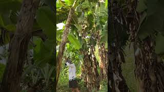 Tiba ng saging palawan farming [upl. by Tamer499]