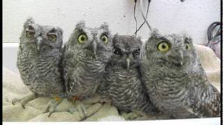 Screech Owls at WildCare [upl. by Kwan]