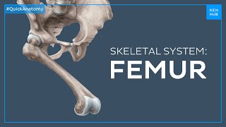 Body of the femur  Quick Anatomy  Kenhub [upl. by Kim]