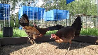 Straight comb penny hatch pullets [upl. by Mir]