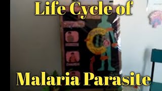 Model biology life cycle of Malaria Parasite Arpan Classes [upl. by Enicul876]