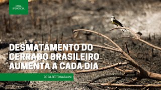 Desmatamento do cerrado brasileiro aumenta a cada dia [upl. by Nehtanhoj]