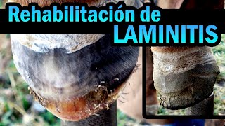 Caballo con Laminitis en 4 patas  Historia de Rehabilitación  Ya no podia caminar [upl. by O'Connor]