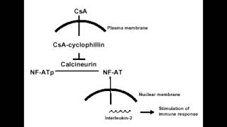 Cyclosporine  Mechanism Clinical Use amp Side Effects [upl. by Shermie]