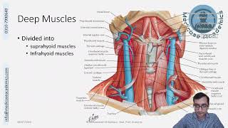 Muscles of the Neck [upl. by Ingaberg]