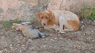 Her puppy was dying desperate mother needed help to save his life [upl. by Zulch615]