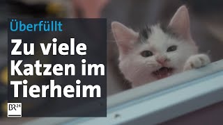 Tierheime völlig überfüllt Katzenwelle überfordert Helfer und Ärzte  Abendschau  BR24 [upl. by Aidualc]