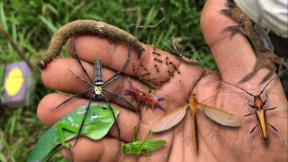 I think this is a giant mosquito‼️catch mantislonghorncaterpillarchameleoncrab katydidspider [upl. by Emlen]