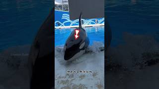 Giant Whale Surfaces at Water Park shortsvideo [upl. by Delmore]