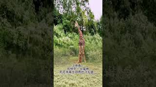 Xiaolu Animal World Interesting videos to entertain you every day Animals around us 85 [upl. by Kin]