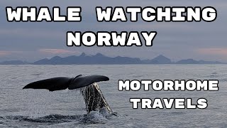 Ep5 Whale watching in a motorhome on the Vesterålen Islands Norway Sept 2023 [upl. by Muhan321]