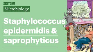 Staphylococcus epidermidis amp saprophyticus Lesson Full Lesson  Sketchy Medical  USMLE Step 1 [upl. by Uni]