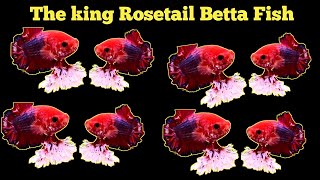 The King Of Rosetail Betta Fish [upl. by Katey]