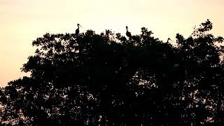 Icacos Wetlands Trinidad [upl. by Shing]