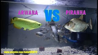 50 Ekor Piranha vs Arwana [upl. by Aracal]