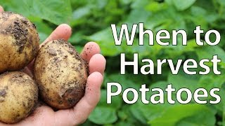 When to Harvest Potatoes  Simplest Method [upl. by Sapphire]