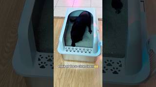 Tired of plastic cat litter box🧐 cat catbox petsupplies catlitterbox catshorts catsupplies [upl. by Clougher]