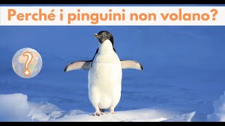 Perché i pinguini non volano [upl. by Farlay]