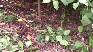 Dangers of Invasive Plants on the Homestead  Japanese Knotweed [upl. by Iron]