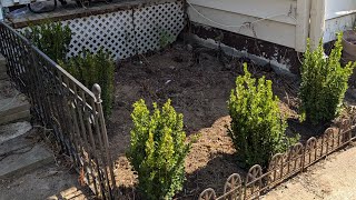 Transforming the fern garden l planting a Korean Spice Viburnum in the Tree Border 🌲 [upl. by Gaston]