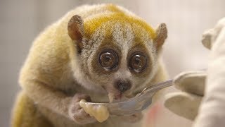 Pygmy Slow Loris at the San Diego Zoo [upl. by Curley]