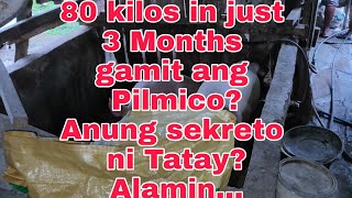 80 kilos na 3 months palang gamit ang PilmicoPaano [upl. by Rimahs451]