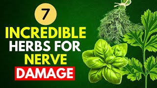 7 Incredible Herbs For Nerve Damage Prevent Neuropathy [upl. by Blankenship]