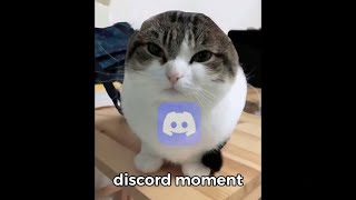 Oh the misery wawa cat but in discord FULL VERSION SYNCED [upl. by Linn463]