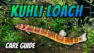 Kuhli Loach  Fish Profile and Care Guide [upl. by Hilton10]