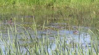 Hooded Merganser Chicks Learning to Dive [upl. by Janeczka25]