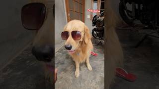 Bruno gana suna raha hai  comedy funnyvideos remix funny goldendog reels superdog [upl. by Nylodnewg]