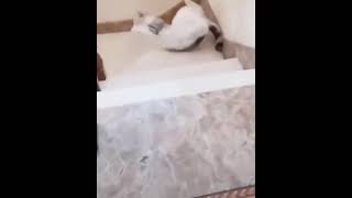 Cat falls down stairs [upl. by Paterson]