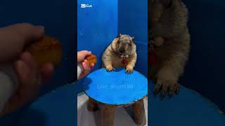 Funny Hamster shorts 😂 funny youtubeshorts shorts [upl. by Rabjohn]