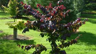 Parrotia persica Felicie Persian Ironwood [upl. by Remo]